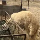 مشروع فحل