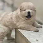 تشاو تشاو للبيع
