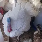 ديك رومي ودجاج . turkey