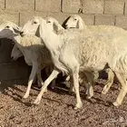 حريات صنف منوة ألقاني