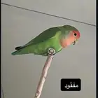 طير مفقود اللي يحصله يتواصل معي