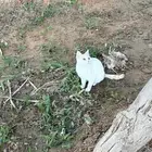 قط شورت هير له خدود   قطه زوجة توم