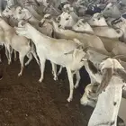 بربري تيوس اوزان 450 المطاعم