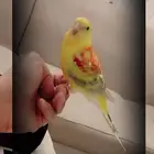 ذكر براكيت الليف