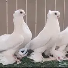 حمام اوزبك للبيع