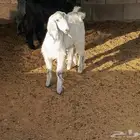 تيس