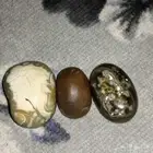 عقيق فرعوني