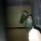 جوز روز للبيع