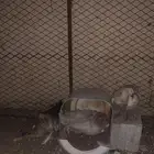 دجاج تركي بياض