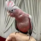 للبيع كوكاتو قالا بالقفص