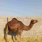 بكار سواحل دهم الموقع ناوان شرق المضيلف