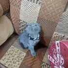 كيتن سكوتش فولد بيور للبيع