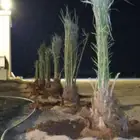 الشرقيه الخفجي الحفر البطان عرعر الدمام وضواحيها