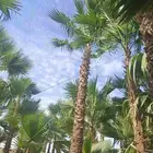 نخيل وشنطوني زينه أمريكي