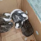 للبيع فروخ أرانب