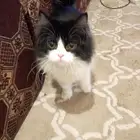 قطه شيرازي للتبني