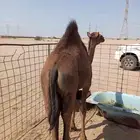 قعود مفرود
