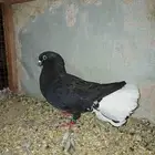 ذكر نوري واناثي رقاص هندي