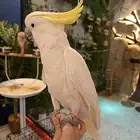 كوكاتو سيلفر
