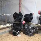 دجاج كوشن ماكنتوش