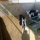 فحول عارضي وخروف نجدي