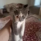 قطه اليفه للتبني مع بيت القطه مجانا