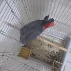 ببغاء اليف متكلم