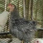 دجاج كوشن فيوم