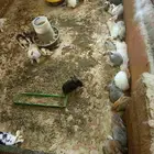 ارانب فرنسي جاهزه ع الشغل