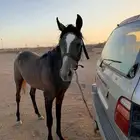 مهر