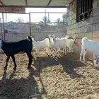 تيوس وجفار فل شحم