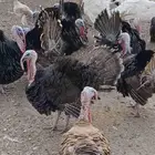 ديوك رومي الاعمار من تسع شهور الى 10 شهور الصحه تمام