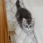 قطه للبيع