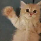 قط شيرازي للبيع