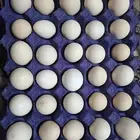 بيض بلدي طازج