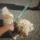 بومرينيان