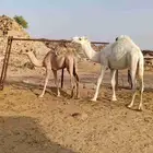قعدان مناسبه عاليه الجوده