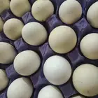 بيض مخصب فيومي