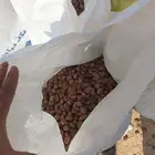 تمر