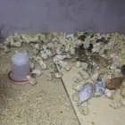 صوص بلدي الوان فواتح للبيع