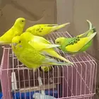 ببغاء البادجي