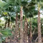 نخل واشنطني ابومروحه ونخل عربي جميع المقاسات متوفره وزيتون