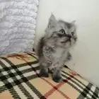 كيتن دكر هملايا. رمادي