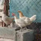 دجاح بلدي للبيع كفو