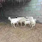 ضأن للبيع
