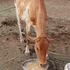 بقرة منتوج للبيع