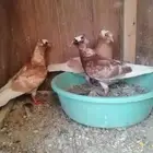 حمام شامي