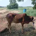 بقر بلدي للبيع