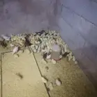 صوص بلدي الوان فواتح للبيع