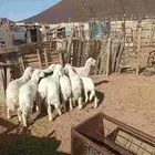 طليان تربيه